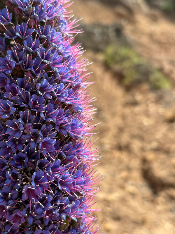 lilaviolett simone arnold dresden zuhoeren